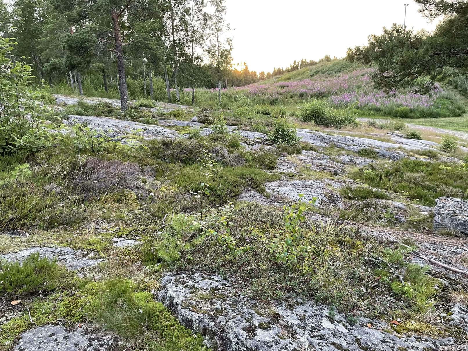 Fotografi: iPhone 12 Pro, 2024-07-23