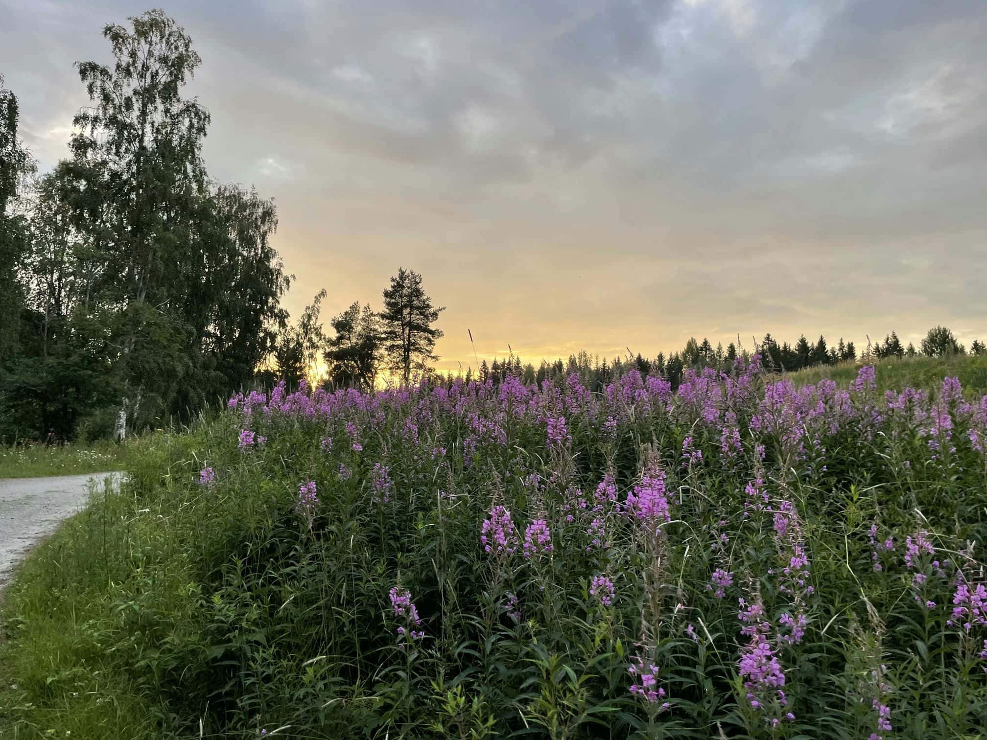 Fotografi: iPhone 12 Pro, 2024-07-23
