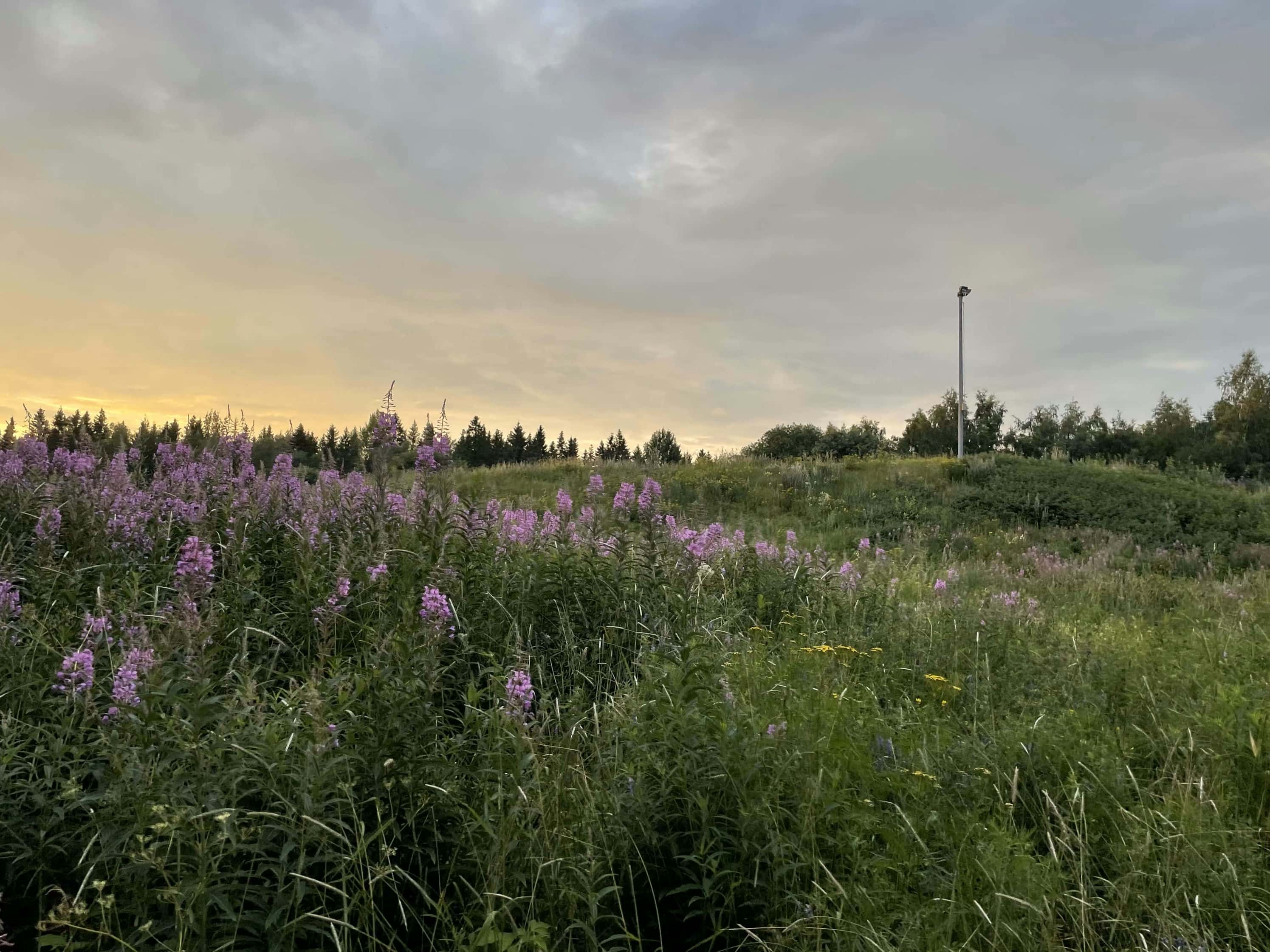Fotografi: iPhone 12 Pro, 2024-07-23