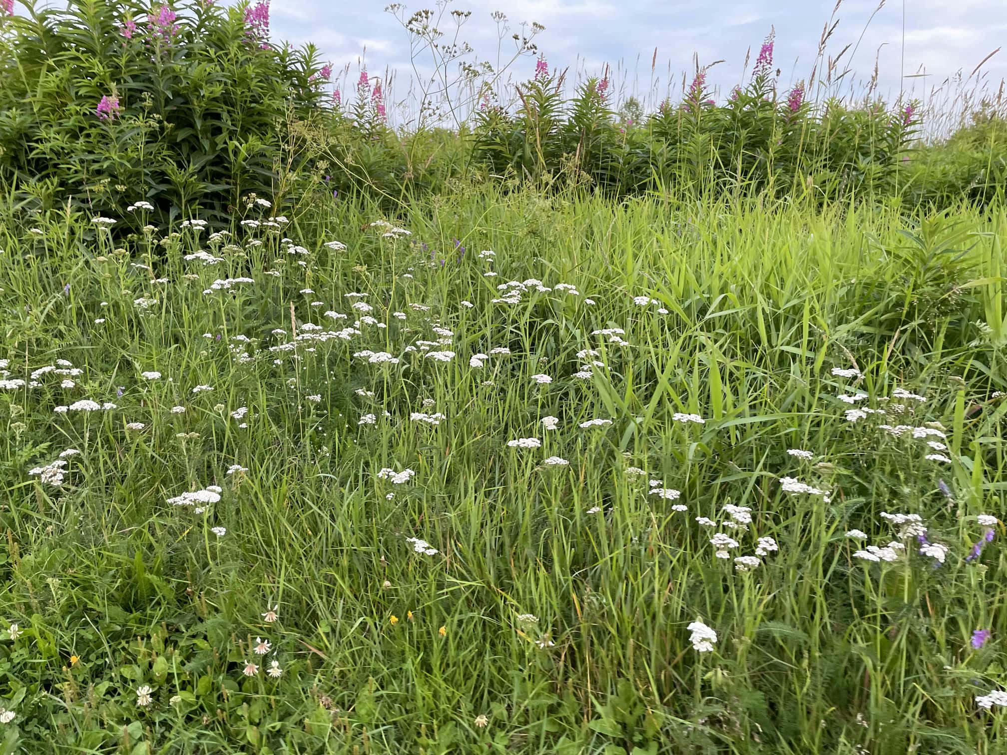 Fotografi: iPhone 12 Pro, 2024-07-23